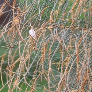 Allocasuarina verticillata at Wodonga, VIC - 7 Aug 2021