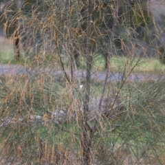 Allocasuarina verticillata at Wodonga, VIC - 7 Aug 2021 12:35 PM