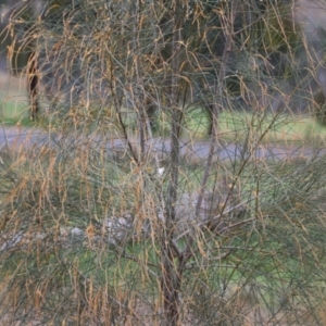 Allocasuarina verticillata at Wodonga, VIC - 7 Aug 2021