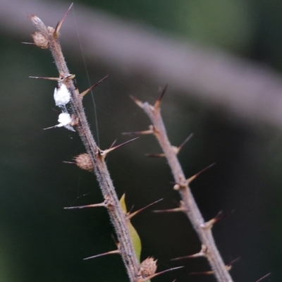 Unidentified Scale insect & mealybug (Hemiptera, Coccoidea) at WREN Reserves - 7 Aug 2021 by Kyliegw