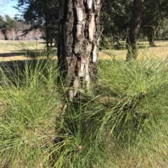 Pinus sp. (A Pine) at Yarralumla, ACT - 7 Aug 2021 by walter