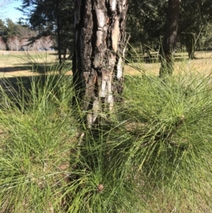 Pinus sp. at Yarralumla, ACT - 7 Aug 2021