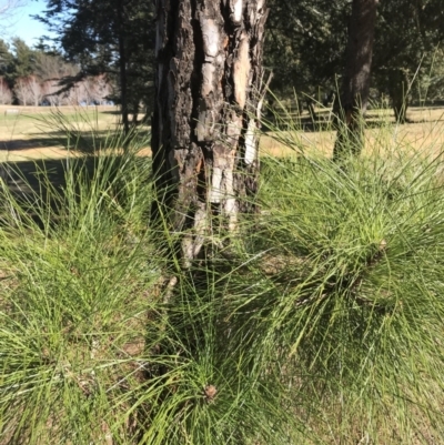Pinus sp. (A Pine) at Yarralumla, ACT - 7 Aug 2021 by walter