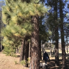 Pinus sp. at Yarralumla, ACT - 7 Aug 2021