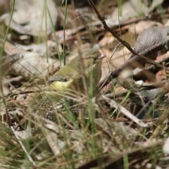 Smicrornis brevirostris (Weebill) at West Wodonga, VIC - 8 Aug 2021 by KylieWaldon