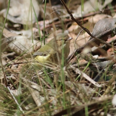 Smicrornis brevirostris (Weebill) at Wodonga - 8 Aug 2021 by KylieWaldon