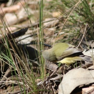 Smicrornis brevirostris at West Wodonga, VIC - 8 Aug 2021 12:06 PM