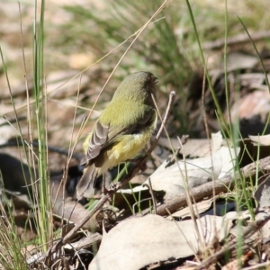 Smicrornis brevirostris at West Wodonga, VIC - 8 Aug 2021 12:06 PM