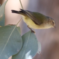 Smicrornis brevirostris at West Wodonga, VIC - 8 Aug 2021 12:06 PM