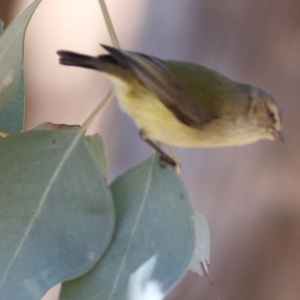 Smicrornis brevirostris at West Wodonga, VIC - 8 Aug 2021 12:06 PM