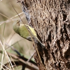 Smicrornis brevirostris (Weebill) at West Wodonga, VIC - 8 Aug 2021 by KylieWaldon