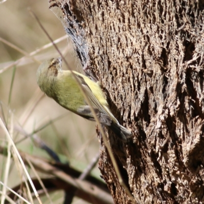 Smicrornis brevirostris (Weebill) at West Wodonga, VIC - 8 Aug 2021 by KylieWaldon