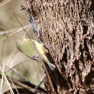 Smicrornis brevirostris at West Wodonga, VIC - 8 Aug 2021 12:02 PM