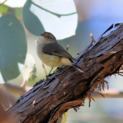 Acanthiza reguloides (Buff-rumped Thornbill) at Wodonga - 8 Aug 2021 by Kyliegw