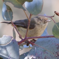 Acanthiza reguloides at West Wodonga, VIC - 8 Aug 2021