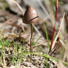 Unidentified Cap on a stem; gills below cap [mushrooms or mushroom-like] at Federation Hill - 8 Aug 2021 by Kyliegw