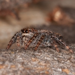 Servaea incana (Hoary Servaea) at Acton, ACT - 6 Aug 2021 by rawshorty