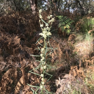 Acacia suaveolens (Sweet Wattle) at Broulee Moruya Nature Observation Area - 8 Aug 2021 by MattFox