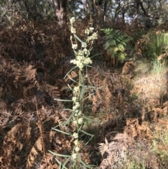 Acacia suaveolens (Sweet Wattle) at Broulee, NSW - 8 Aug 2021 by MattFox
