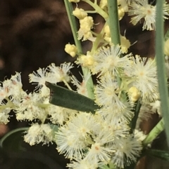 Acacia suaveolens at Broulee, NSW - 8 Aug 2021