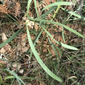 Acacia suaveolens at Broulee, NSW - 8 Aug 2021