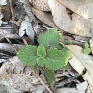 Coleus australis at Broulee, NSW - 8 Aug 2021 03:14 PM