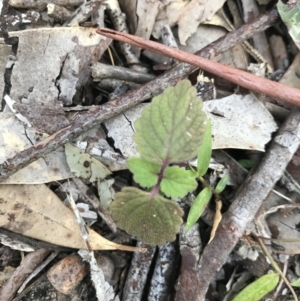 Plectranthus parviflorus at Broulee, NSW - 8 Aug 2021