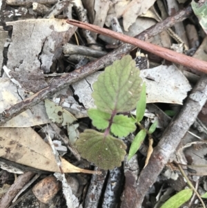 Coleus australis at Broulee, NSW - 8 Aug 2021 03:14 PM