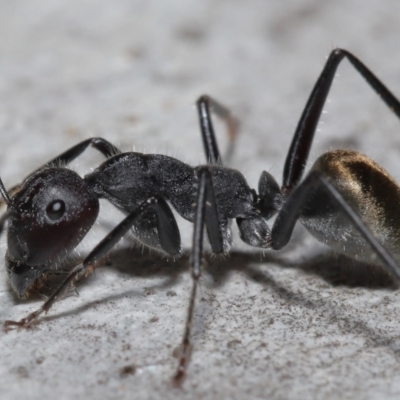Camponotus suffusus (Golden-tailed sugar ant) at Acton, ACT - 8 Aug 2021 by TimL