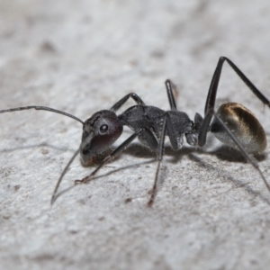 Camponotus suffusus at Acton, ACT - 8 Aug 2021 12:36 PM