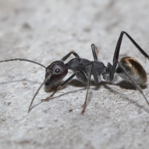 Camponotus suffusus at Acton, ACT - 8 Aug 2021