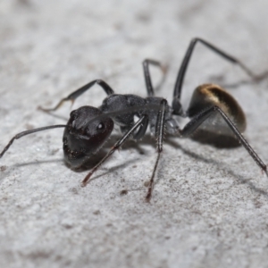 Camponotus suffusus at Acton, ACT - 8 Aug 2021