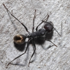 Camponotus suffusus at Acton, ACT - 8 Aug 2021 12:36 PM