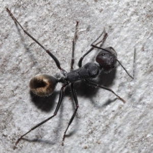 Camponotus suffusus at Acton, ACT - 8 Aug 2021