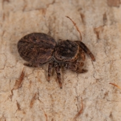 Simaetha sp. (genus) (Unidentified Brown jumper) at Acton, ACT - 6 Aug 2021 by rawshorty