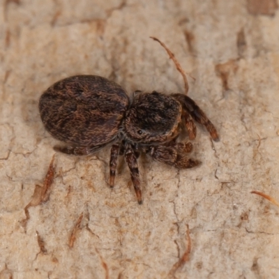 Simaetha sp. (genus) (Unidentified Brown jumper) at Lake Burley Griffin West - 6 Aug 2021 by rawshorty