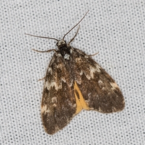 Halone sinuata at Paddys River, ACT - 12 Mar 2021 08:41 AM