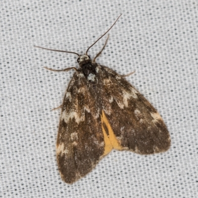 Halone sinuata (Rock Lichen Moth) at Tidbinbilla Nature Reserve - 11 Mar 2021 by Bron