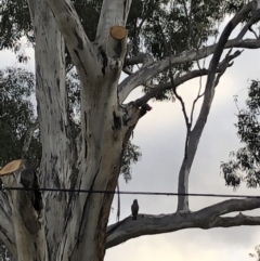 Callocephalon fimbriatum (Gang-gang Cockatoo) at Flea Bog Flat to Emu Creek Corridor - 8 Aug 2021 by Dora