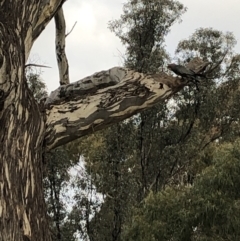 Callocephalon fimbriatum at Belconnen, ACT - suppressed