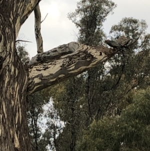 Callocephalon fimbriatum at Belconnen, ACT - suppressed