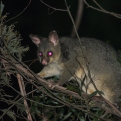 Trichosurus vulpecula at Lower Cotter Catchment - 26 Jul 2021 by TimotheeBonnet