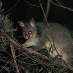 Trichosurus vulpecula (Common Brushtail Possum) at Cotter River, ACT - 26 Jul 2021 by TimotheeBonnet