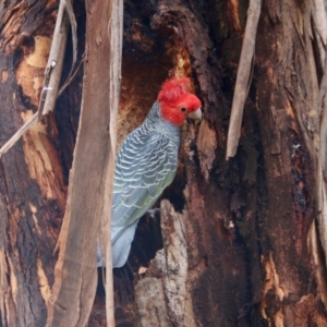 Callocephalon fimbriatum at Hughes, ACT - suppressed