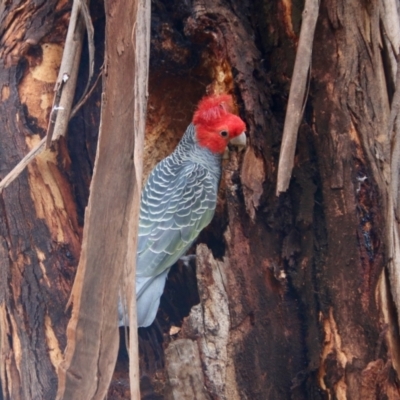 Callocephalon fimbriatum (Gang-gang Cockatoo) at Red Hill to Yarralumla Creek - 8 Aug 2021 by LisaH