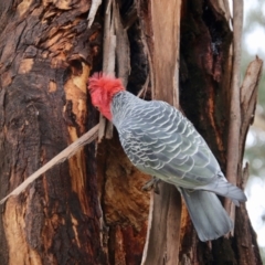 Callocephalon fimbriatum at Hughes, ACT - suppressed