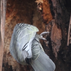 Callocephalon fimbriatum at Hughes, ACT - suppressed