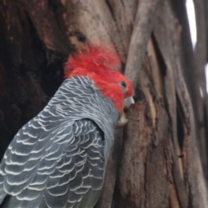 Callocephalon fimbriatum at Hughes, ACT - 8 Aug 2021