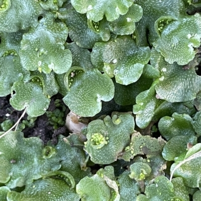 Lunularia cruciata (A thallose liverwort) at Hackett, ACT - 6 Aug 2021 by JaneR