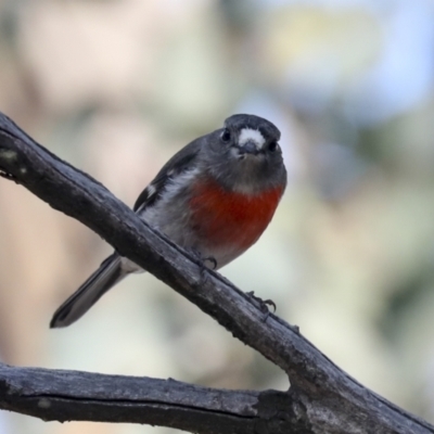 Petroica boodang (Scarlet Robin) at Mulligans Flat - 7 Aug 2021 by AlisonMilton